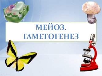 Мейоз. Гаметогенез