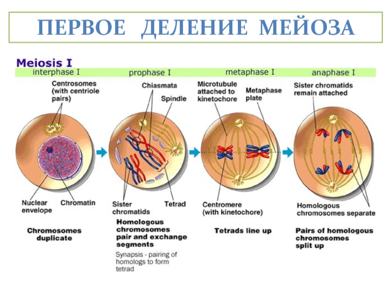 Первое деление мейоза. Мейозис. Интерфаза митоза. Синапсис в мейозе это. Prophase 1 Meiosis.