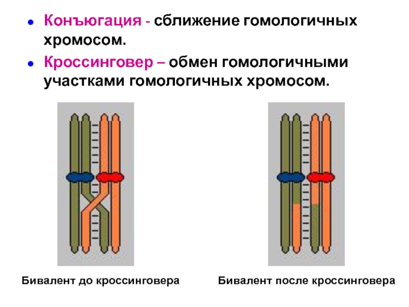 В процессе мейоза гомологичные хромосомы. Профаза 1 мейоза конъюгация кроссинговер. Схема процесса кроссинговера. Биваленты и гомологичные хромосомы. Конъюгация кроссинговер Перекрест.