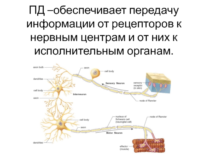 Рецепторы нервной клетки