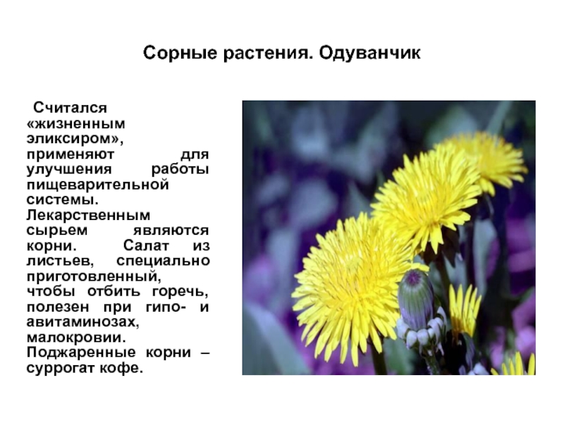 Одуванчик на латыни. Сорные растения. Сорные растения презентация. Систематика растений одуванчик. Сорные лекарственные растения.