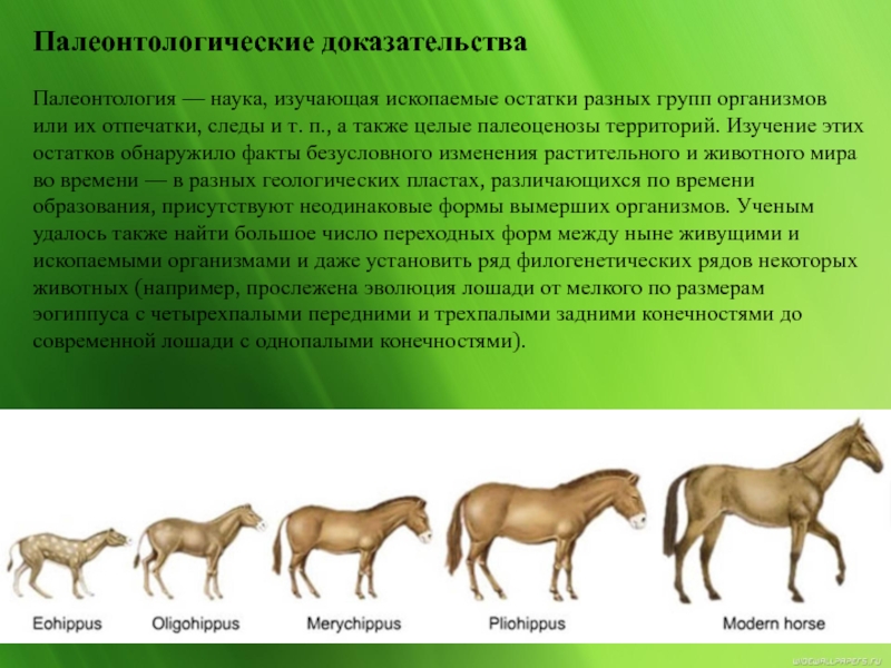 Как называют представленный на рисунке ряд предков современной лошади какие изменения произошли в