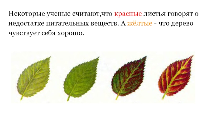 Как изменились листья осенью. О чем говорят листья деревьев. Листья меняют цвет. Рассказ о чем говорят листья. Нехватка питательных веществ по листьям.