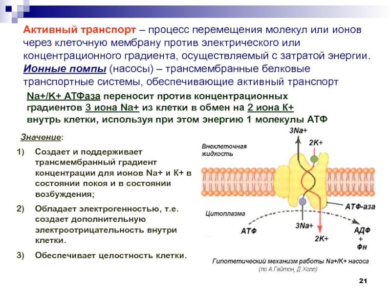 Активная клетка. Активный транспорт. Молекулярный механизм работы насосов. Ионные каналы механизмы транспорта через мембрану клетки. Физиология активный и пассивный транспорт ионов через мембрану. Ионные насосы активный транспорт.