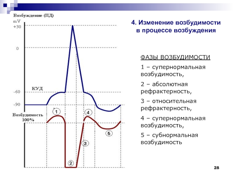 Возбудимость. Изменение возбудимости в процессе возбуждения физиология. Фазы возбудимости физиология. Фазы изменения возбудимости. График изменения возбудимости в процессе возбуждения.