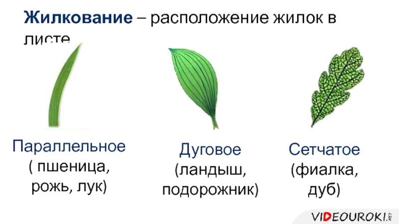 Пшеница простой или сложный. Жилкование листа 6 класс биология. Жилкование листьев папоротника. Параллельное жилкование листьев.