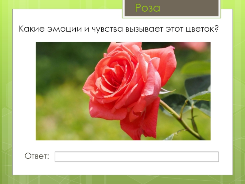 Answer rose. Ответ цветы. Какие чувства вызывает роза. Какие цветы вызывают какие чувства у людей. Какие эмоции вызывают букет цветов.