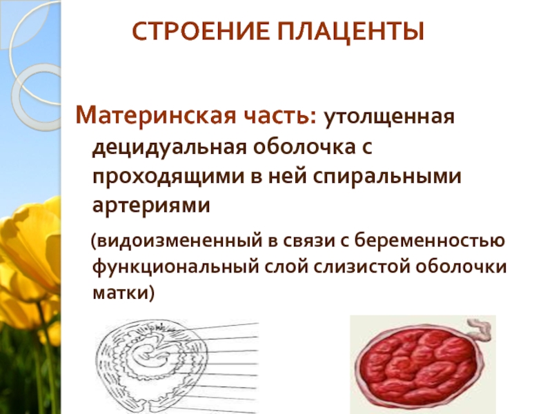 Материнская оболочка плаценты. Децидуальная оболочка плаценты. Строение плаценты децидуальная оболочка. Строение плаценты Акушерство.