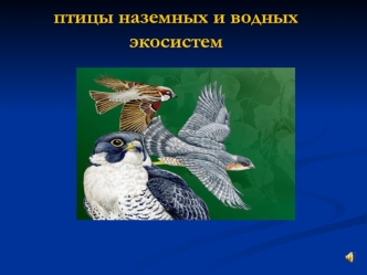 Птицы наземных и водных экосистем