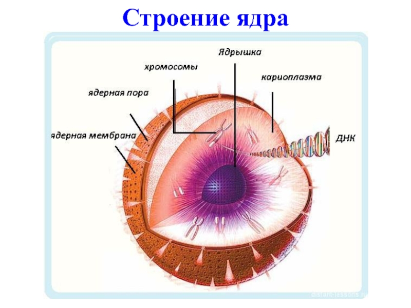 Картинка ядро клетки