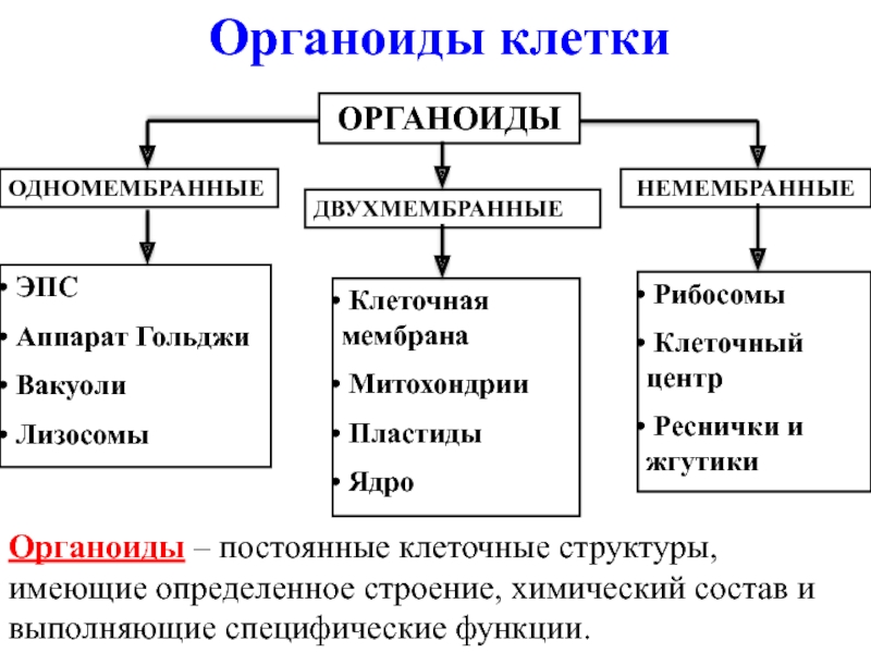 Митохондрии пластиды клеточный центр органоиды движения клеточные включения презентация 9 класс