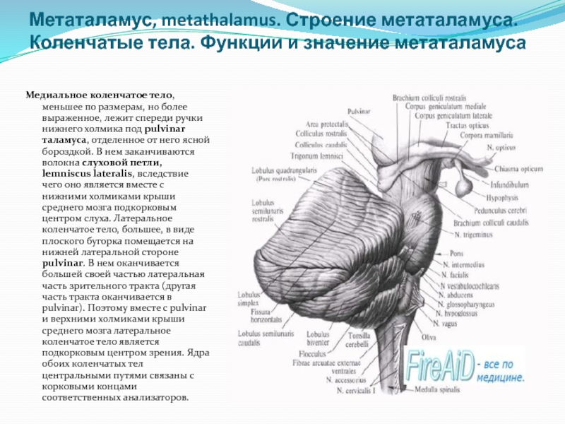 Коленчатые тела мозга. Медиальные коленчатые тела таламической области. Латеральное коленчатое тело мозга. Медиальное и Латеральное коленчатое тело латынь. Латеральное коленчатое тело таламуса.