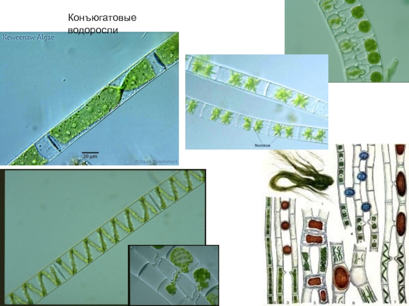 Эра возникновения водорослей. Конъюгатовые водоросли. Многоклеточные водоросли. Колониальные зеленые водоросли. Мелкие зеленые водоросли от пав.