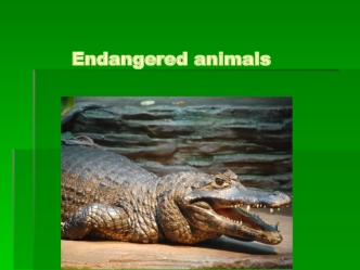 Endangered animals