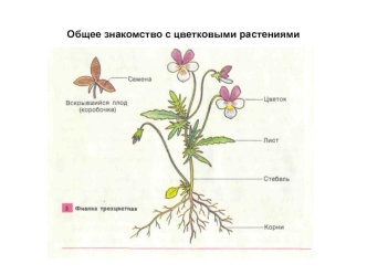 Общее знакомство с цветковыми растениями