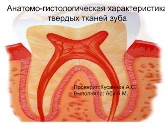 Анатомо-гистологическая характеристика твердых тканей зуба