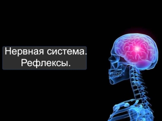 Нервная система. Рефлексы