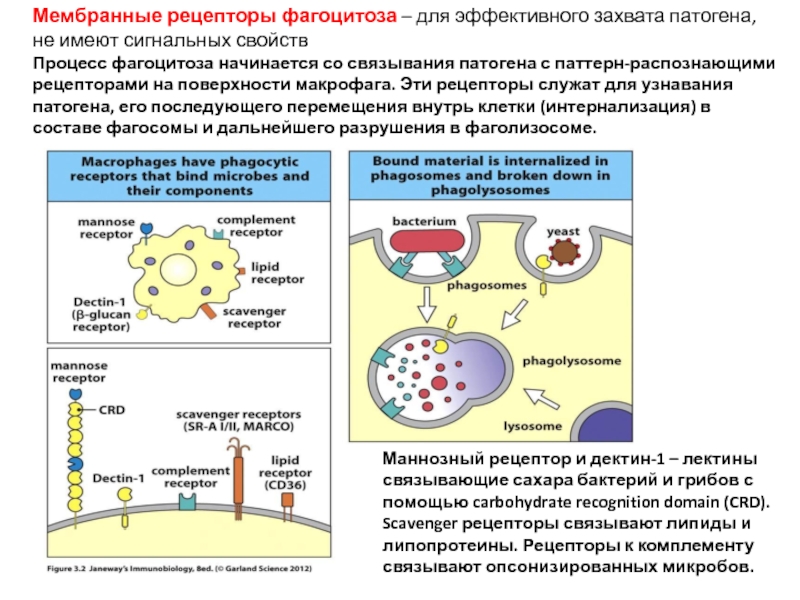 Активность макрофагов. Мембранные рецепторы иммунология. Рецепторы макрофагов. Классификация мембранных рецепторов. Мембранные рецепторы биохимия.