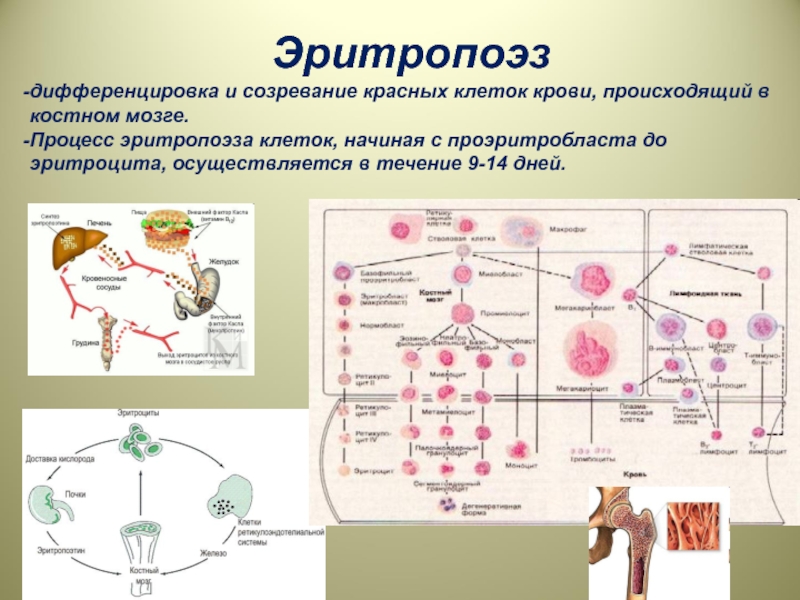 Кровь дифференцировка. Схема дифференцировки клеток эритропоэза. Эритропоэз процесс. Эритропоэз микроэлементы. Эритропоэз в костном мозге.