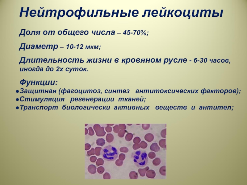 Общий лейкоцитоз. Нейтрофильные лейкоциты специфические гранулы. Форма нейтрофильных лейкоцитов. Нейтрофильный лейкоцитоз мазок крови. Нейтрофильные лейкоциты функции.