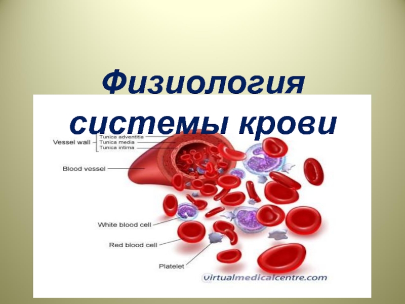 Река жизни кровь презентация