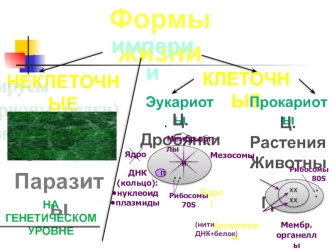 Клеточные и неклеточные формы жизни