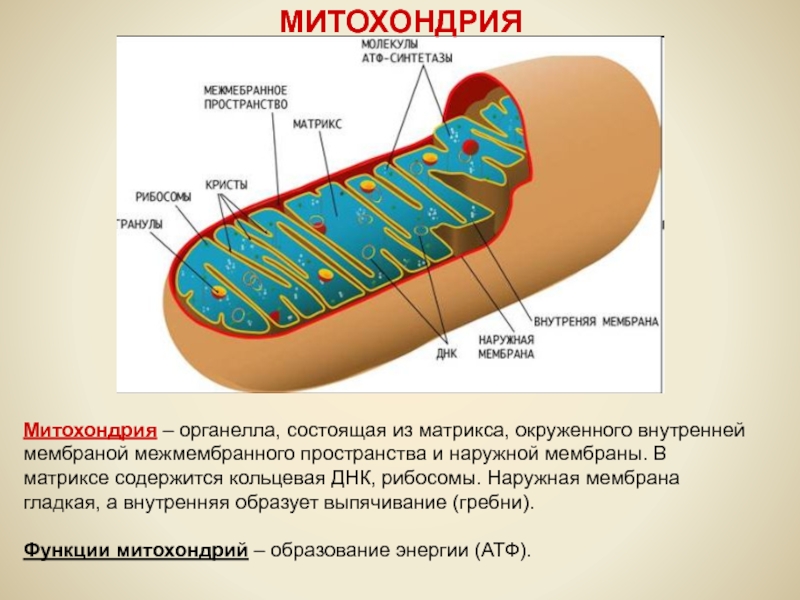 Строение внутренней мембраны митохондрии. 70s рибосомы митохондрий. Внутренняя мембрана Кольцевая ДНК Матрикс 70с рибосомы Кристы. Внешняя мембрана митохондрий. Наружная и внутренняя мембрана митохондрий.