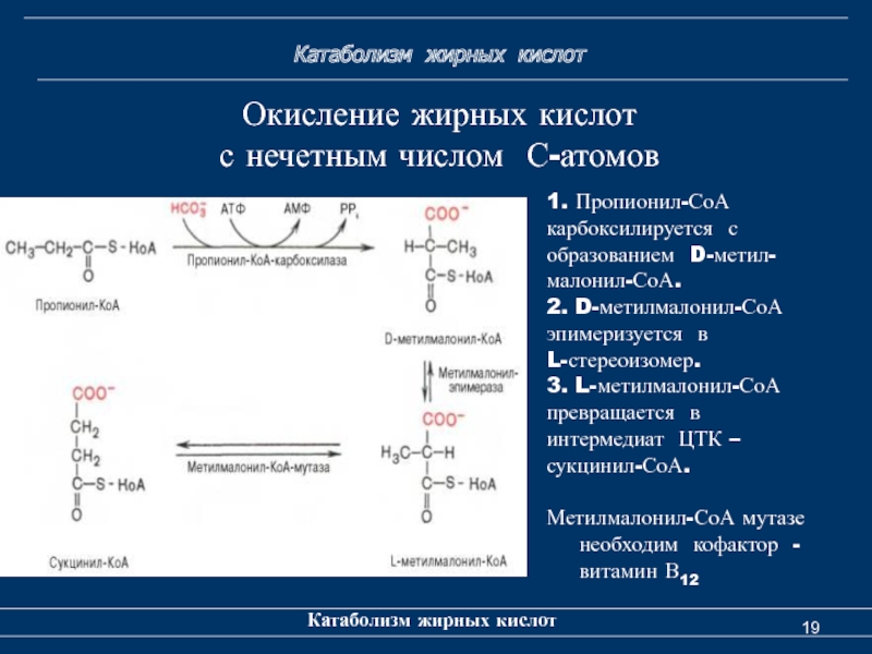 Окислительная кислота. Синтез кетоновых тел из жирных кислот. Основной путь катаболизма высших жирных кислот. Образование кетоновых тел из жирных кислот. Катаболизм ацетоацетата.