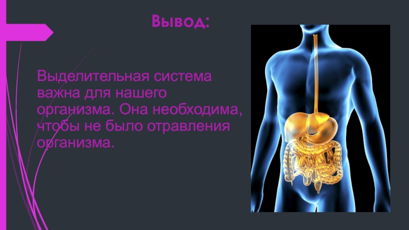 Презентация выделительная система 4 класс