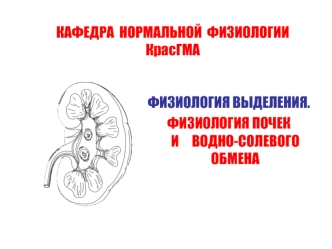 Физиология выделения. Физиология почек и водно-солевого обмена