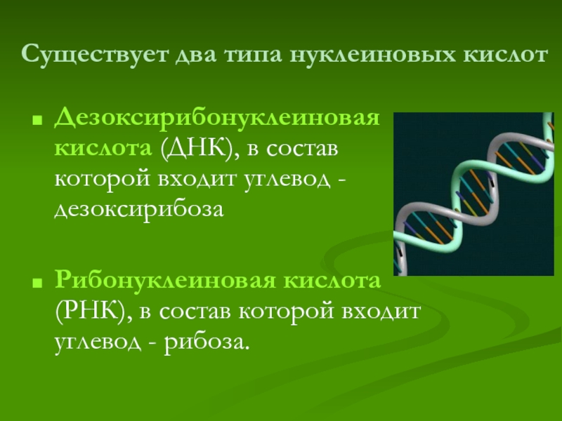 В состав молекулы днк входит углевод. Дезоксирибонуклеиновая кислота. Рибонуклеиновая кислота. Углеводов, входящих в состав нуклеиновых кислот. Рибонуклеиновая кислота состав.