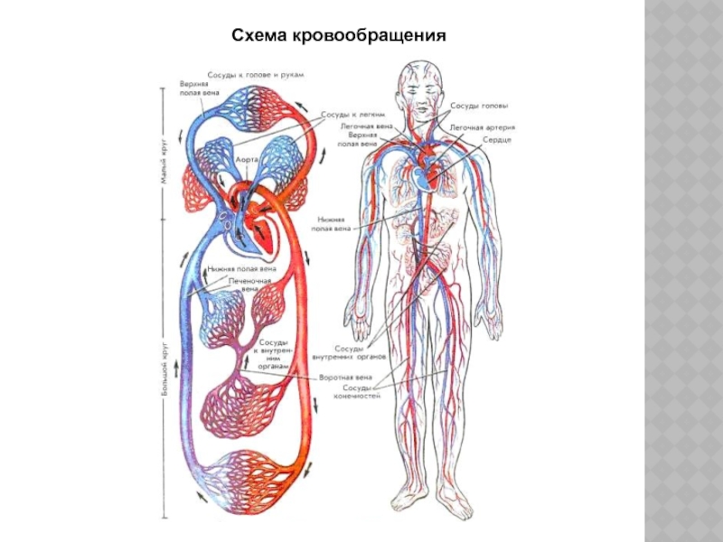 Кровообращение человека схема. Схема кровообращения человека. Схема кровообращение и лимфообращение. Рис 63 схема кровообращения. Схема кругов кровообращения у человека 8 класс.