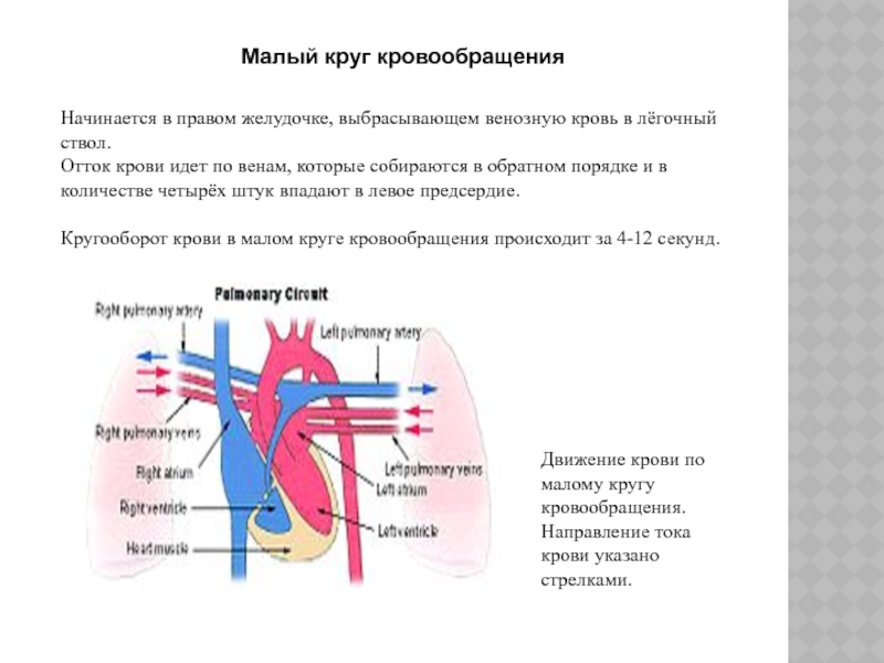 По венам малого круга