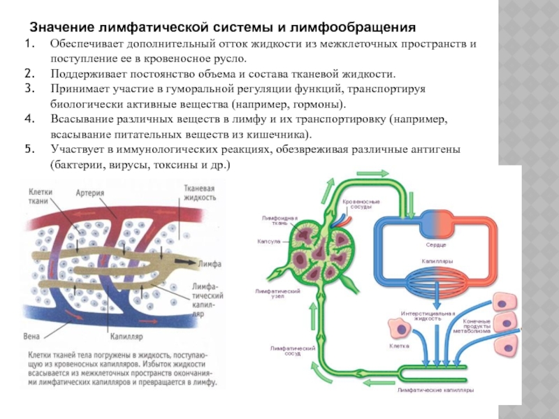 Лимфатическая жидкость. Значение лимфатической системы и лимфообразования. Межклеточная жидкость поступает в Лим. Значение лимф системы. Механизмы регуляции лимфообразования и лимфооттока..