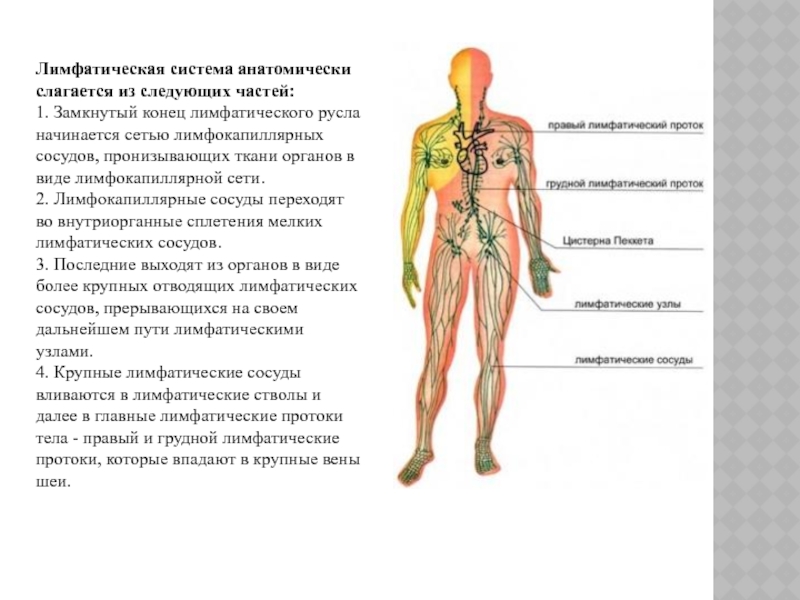Лимфатическая система важнейшая. Лимфоидная система и лимфатическая система. Лимфатическая система человека анатомия. Строение лимфатической системы человека схема. Схема строения лимфоидной системы человека.