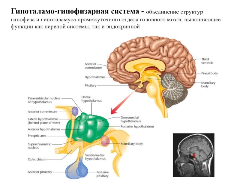 Центр голода в головном мозге. Анатомия человека гипофиз и гипоталамус. Таламус гипоталамус эпифиз. Строение головного мозга гипоталамус и гипофиз. Таламус таламус гипоталамус эпифиз гипофиз.
