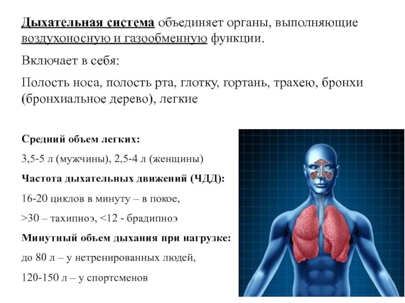 Физиолог человека. Дыхательная система человека анатомия и физиология. Система дыхания физиология. Дыхательная система лекция. Функция дыхания физиология человека.