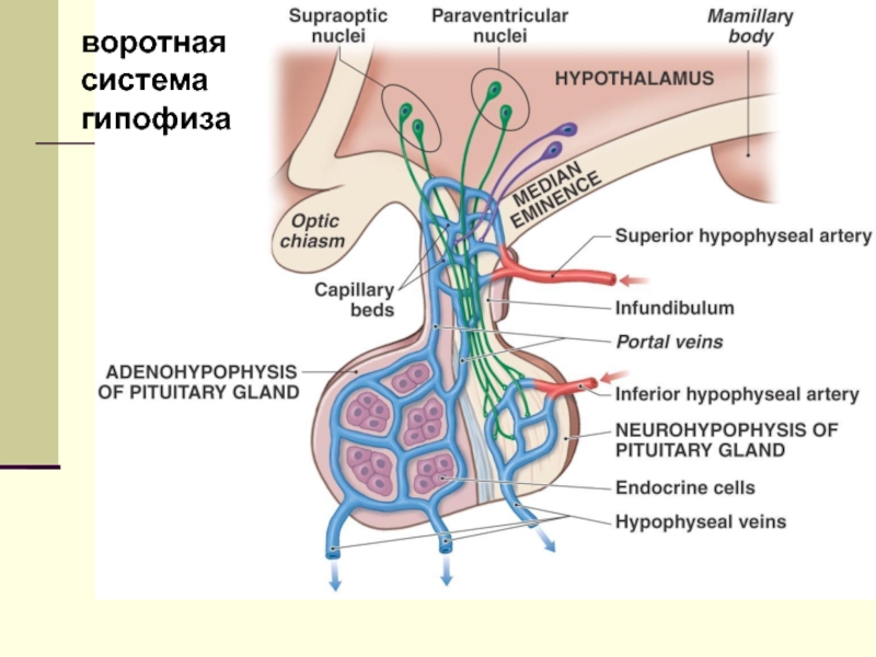 Гипофиз кровеносная система
