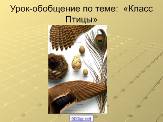 Тема Птицы