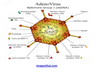 Adeno virus