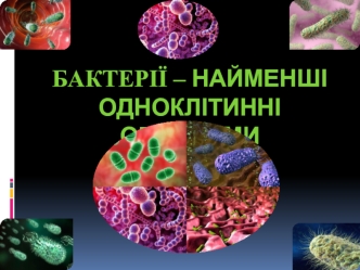 Бактерії – найменші одноклітинні організми