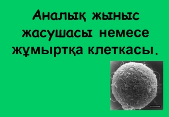 Аналық жыныс жасушасы немесе жұмыртқа клеткасы