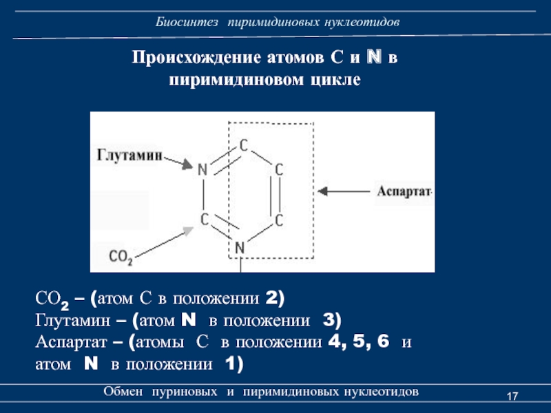 Источники нуклеотидов. Источники атомов пиримидинового кольца. Биосинтез пиримидиновых нуклеотидов. Синтез пуриновых и пиримидиновых нуклеотидов. Синтез пиримидиновых нуклеотидов.