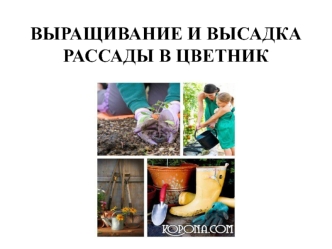 Выращивание и высадка рассады в цветник