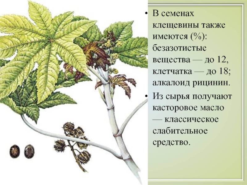 Клещевина обыкновенная рисунок