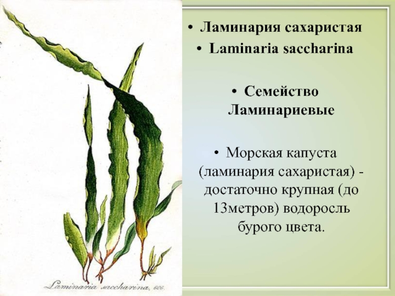 Ламинария сахаристая рисунок