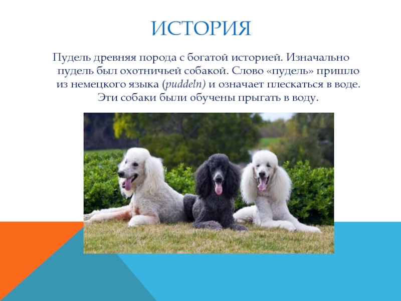 2 собаки рассказ. Рассказ о породе собак пудель. Рассказ о породе пудель 2 класс. Пудель презентация. Пудель краткое описание.