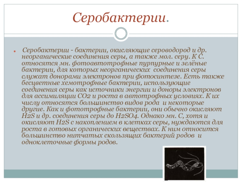 Где чаще обитают бактерии хемосинтетики. Серобактерии бактерии. Серобактерии серные бактерии. Бактерии окисляющие сероводород. Серные бактерии способ питания.