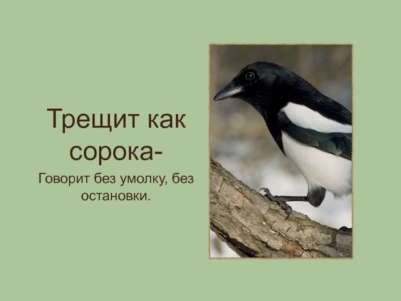 Без умолку. Трещит как сорока. Трещит как сорока значение фразеологизма. Как говорит сорока. Как разговаривает сорока.