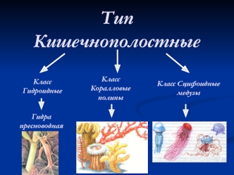 Тип Кишечнополостные